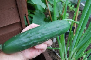 Healthy big cucumber