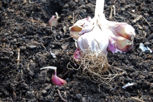 Home-grown garlic returning to the ground for next year's crop