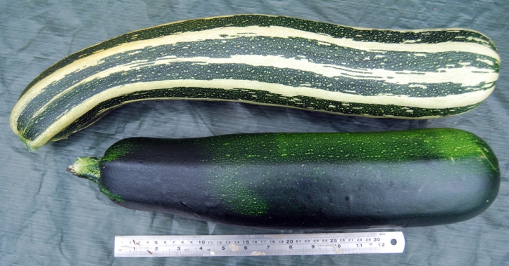 Colossal courgettes!