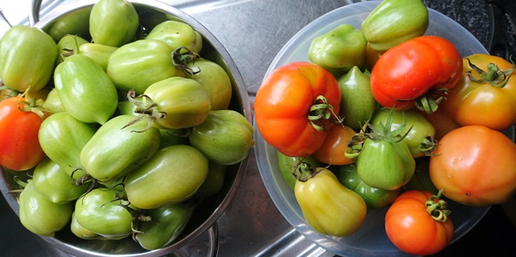Roma and Marmande tomatoes, picked green before blight takes hold