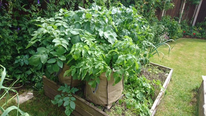 Growing strongly in bags in early June.